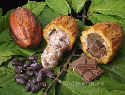 haba de cacao | Innova Culinaria